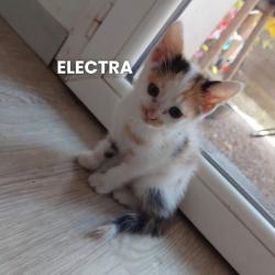 Chat - ELECTRA