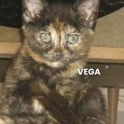 Chat - VEGA