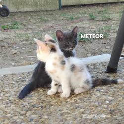 Chat - METEOR