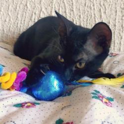 Chat - MARCO