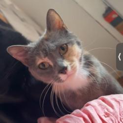 Chat - PASTELLE