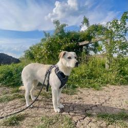 Chien - Brioche