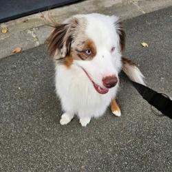Chien - ALPIN