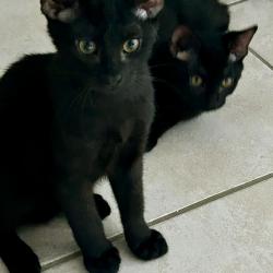 Chat - RAZMO