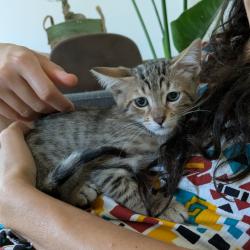 Chat - KIRA