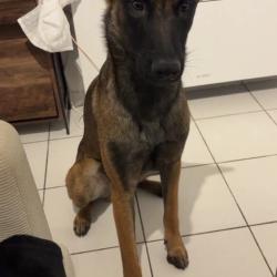 Chien - Raïko