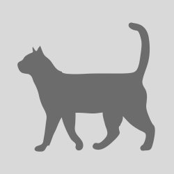 Chat - Shelby