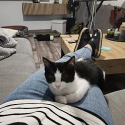 Chat - Aloïs