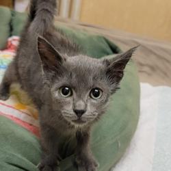 Chat - Altesse