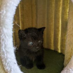 Chat - AMY