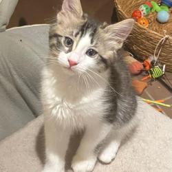 Chat - APOLLON