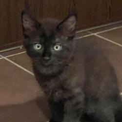 Chat - ARES