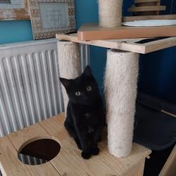 Chat - ARIETTE