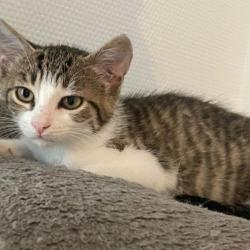 Chat - Aristote