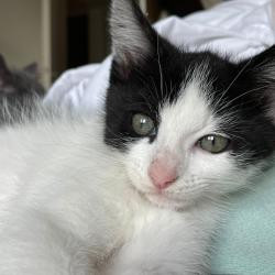 Chat - Arum