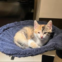 Chat - ARTEMIS