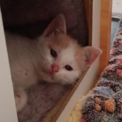 Chat - Arya