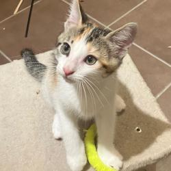 Chat - ATHENA
