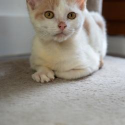 Chat - TIGER
