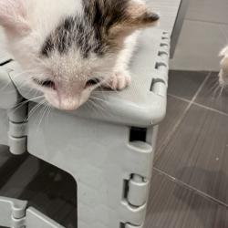 Chat - BABY