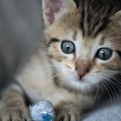 Chat - Bam