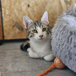 Chat - BAMBI
