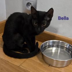 Chat - Bella