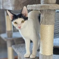 Chat - BENJI