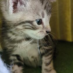 Chat - BETH