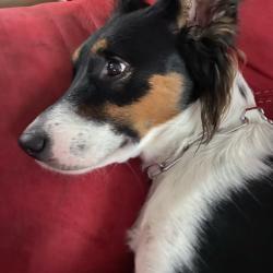 Chien - Nala
