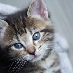 Chat - Biche