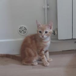 Chat - Biscotte