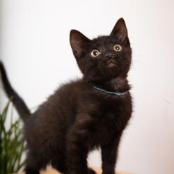 Chat - RONRON COLLIER BLEU