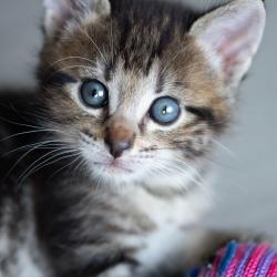 Chat - Bob