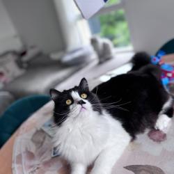 Chat - BONO