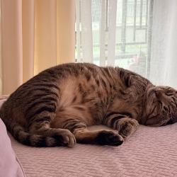 Chat - BOUBOULE