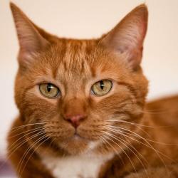 Chat - Bouchon
