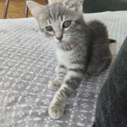 Chat - CANDELA