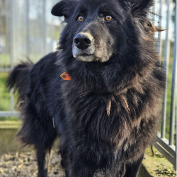 Chien - Tambur