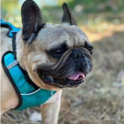 Chien - NIL