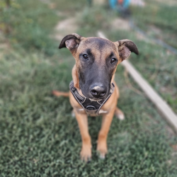 Chien - KALAGAN