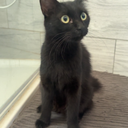 Chat - OSIRIS