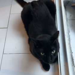 Chat - ULYSSE
