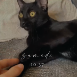 Chat - LUCIFER