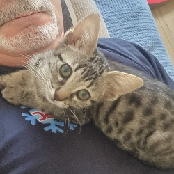 Chat - BALOO