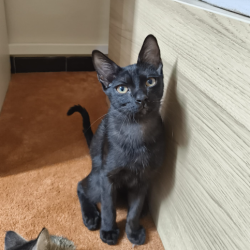 Chat - TROMPETTE