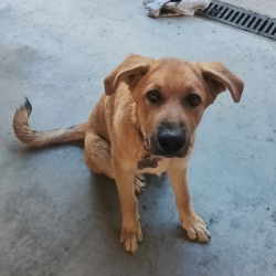 Chien - DOLLY