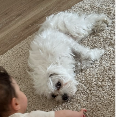 Chien - BILLY