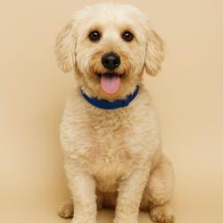 Chien - Caramel