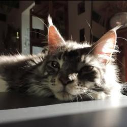 Chat - Charbon